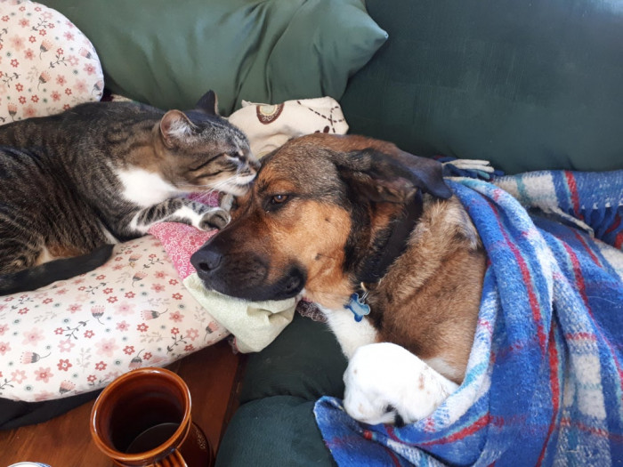 29. My dog hurt his foot while swimming. He is fine, but he was pouting, so my cat decided to comfort him.