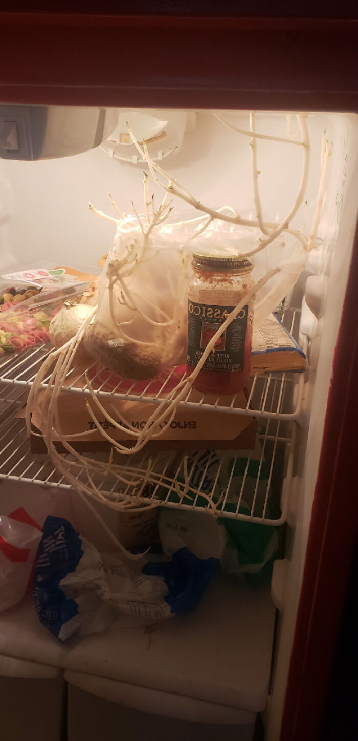 "So This Friend Of Mine Opened His Fridge And I Saw This Monster. He Then Proceeded To Take The Milk And Put It Back While Ignoring It, And He Will Probably Ignore It For Another Year. Took A Picture Afterwards. This Is Supposed To Be Potato, By The Way"