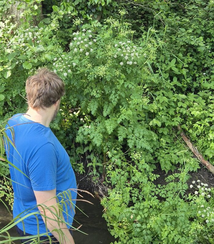 "Growing On The Banks Of The River"