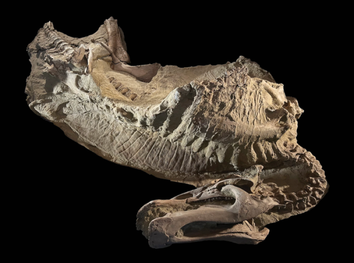 How a rare clay imprint preserved a dinosaur’s skin and challenged fossil assumptions.