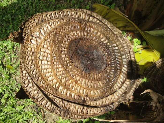 24. A cross-section of the trunk of a banana tree.
