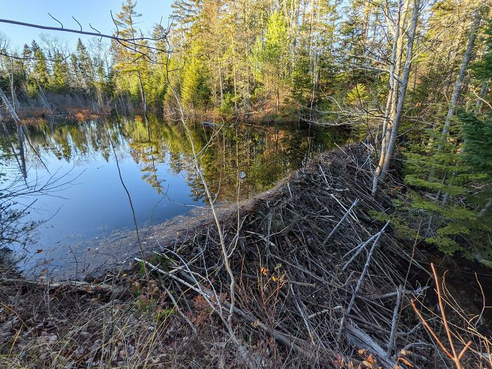 10. Does Beaver Infrastructure Count? This Was At Least 10 Feet Tall, And Extremely Well Built