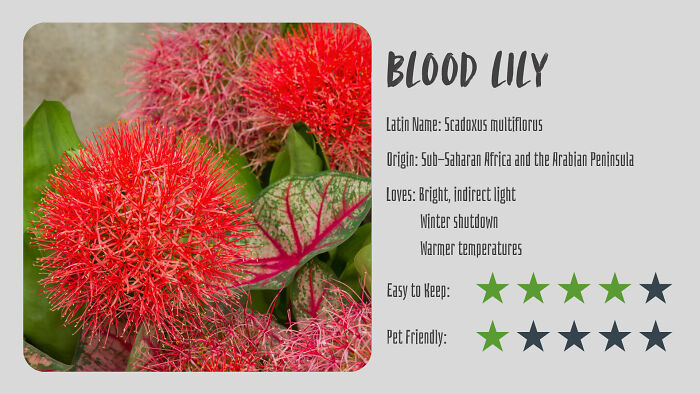 Blood Lily (Scadoxus Multiflorus)