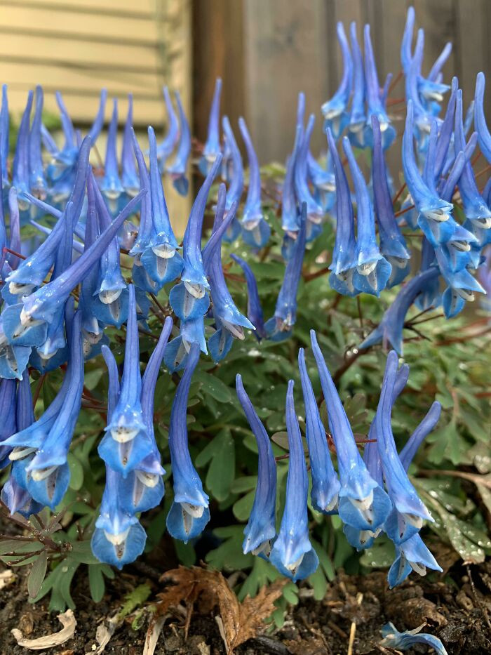 35. Need Some Help Iding These Blue Flowers That Look Like Tiny Wizards