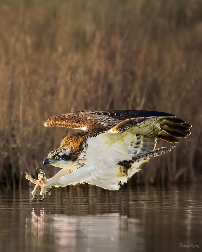 An Osprey In The Split Second Before The Strike