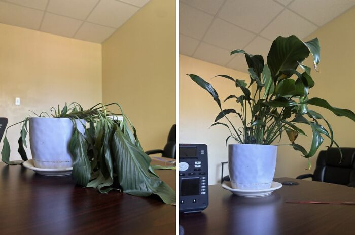 "Before And After Watering My Plant Upon My Return To Work After Two Weeks"