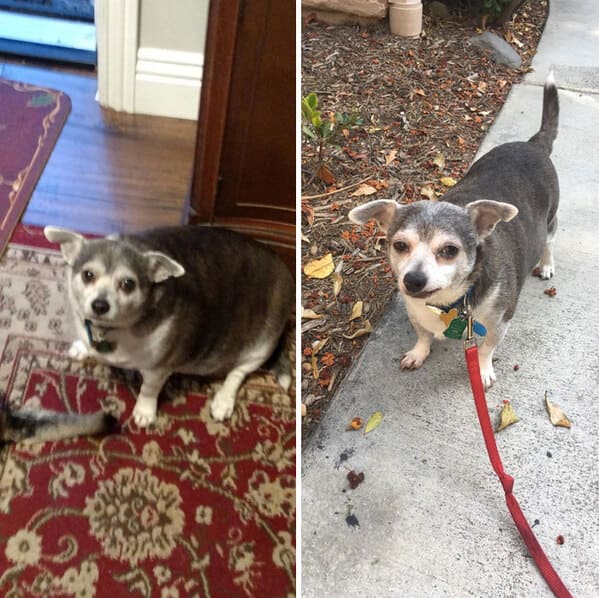 20. “My 90-Year-Old Neighbor Hasn’t Walked Her Dog In Years So I Volunteered To Do It For Her. So Proud Of Buddy’s Weight Loss”