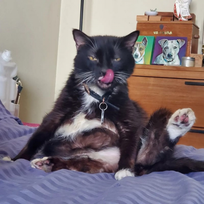 6. A mid-drink pause to ponder is a worthwhile price to pay for the purr-fect sip.