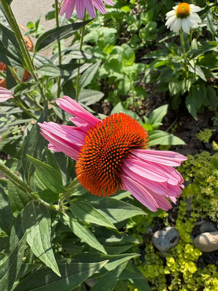 "Coneflowers Lookin Over Here 😂"