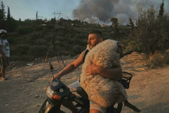 A Man Carrying A Sheep On A Motorcycle, During A Wildfire In Patras, Western Greece. August 13, 2025