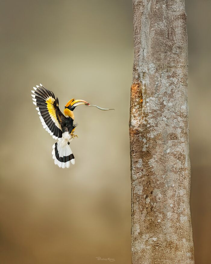 A Great Hornbill Returns To His Mate With A Viper
