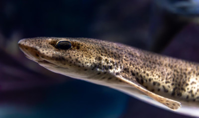 The Most Dangerous Fish in the World Isn't the Shark. It's the One You Can't See