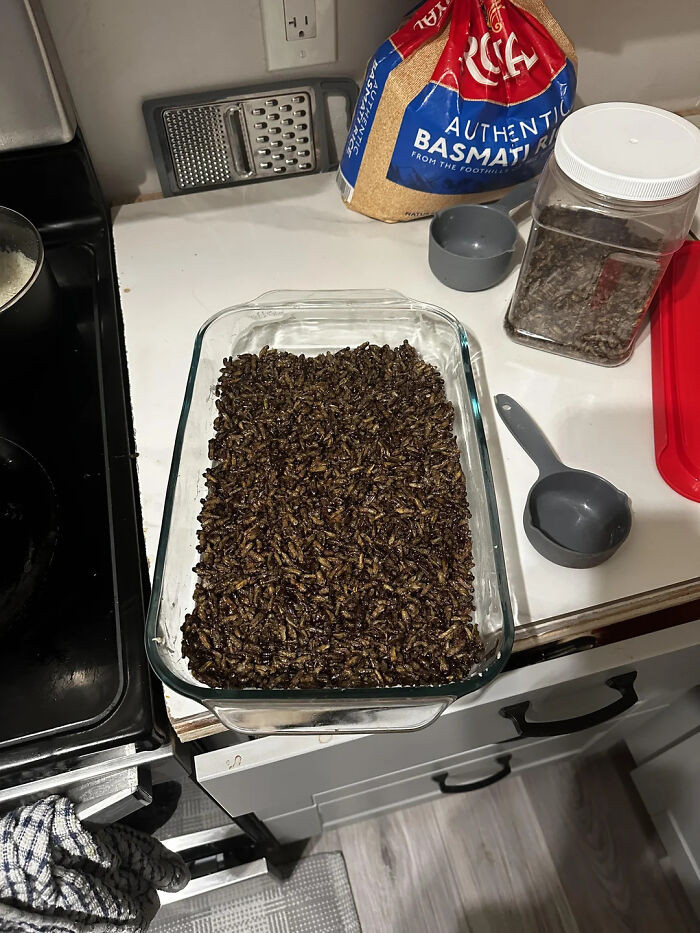 "Rice Cricket Treats. Marshmallow + Butter + Crickets. 😋"