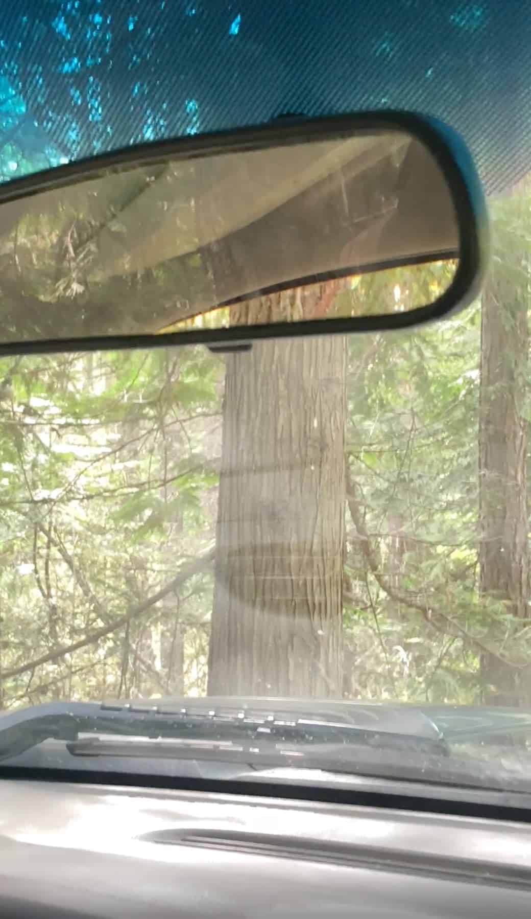 12. “Tree in mirror perfectly lined up with tree out the windshield.”