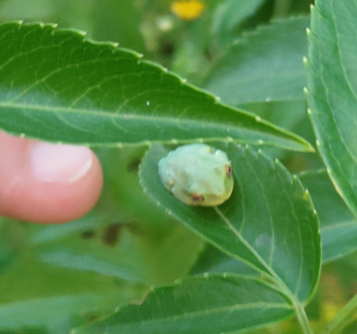 17. This person's elderberry tree is home to the tiniest frog. Only the face is visible; the body and legs are hardly recognizable.