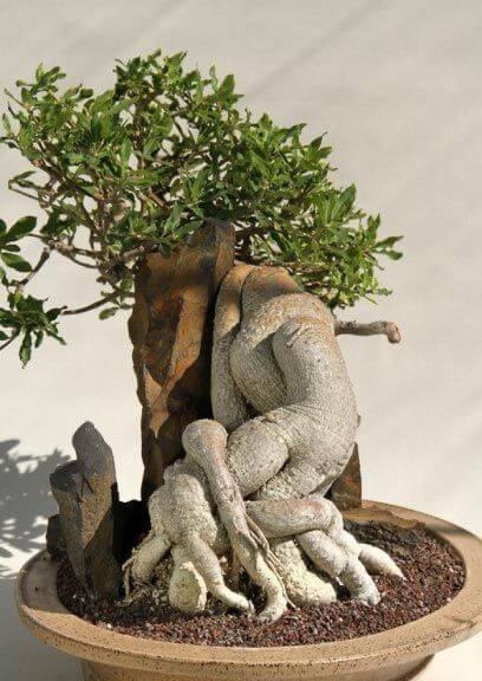 19. Picasso... A very intricate work of nature