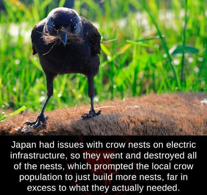 "Crows vs. Humans"