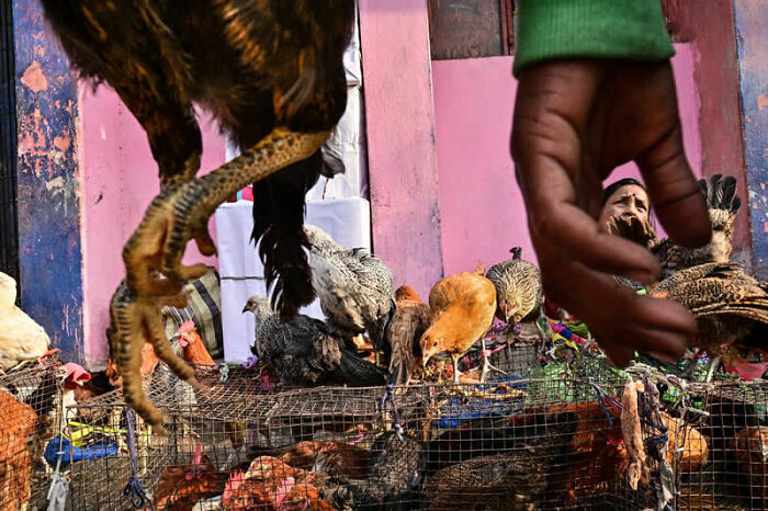Caged Chaos, Layered Lives By Krishna Goswami, Jurors' Pick
