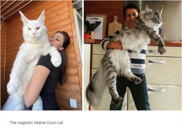 8. The Maine Coon Cat