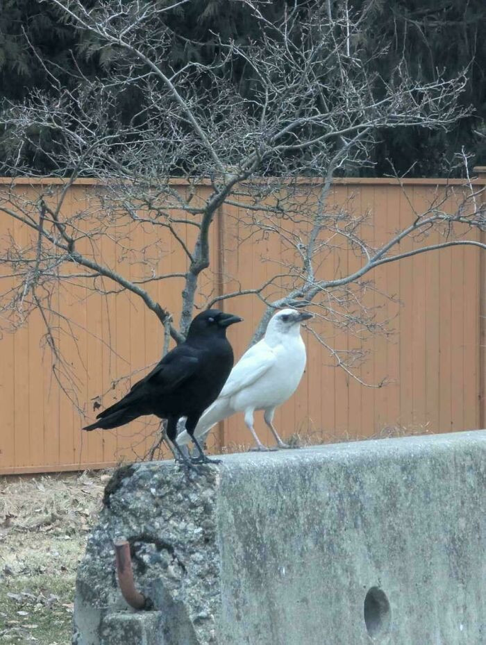 "The Leucistic Crow That Lives In My Town"