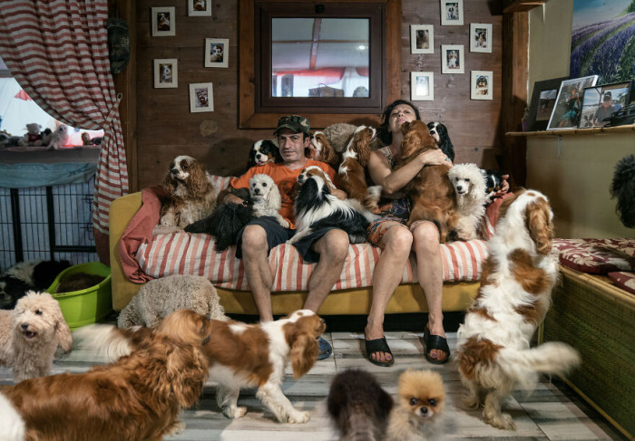 37. The Dog Breeder's Life By Stefano Rosselli