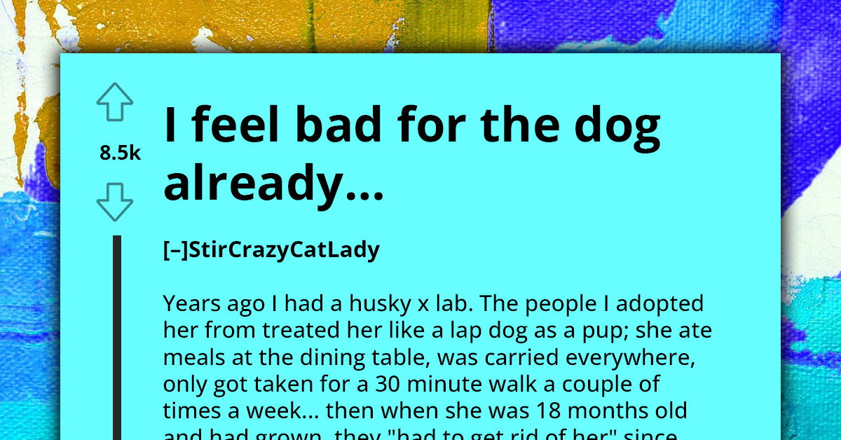 Online Users Grill Choosing Beggar Who Wants To Take Shortcut To Dog Ownership And Demands Specific Breeds That Are Already House-Trained