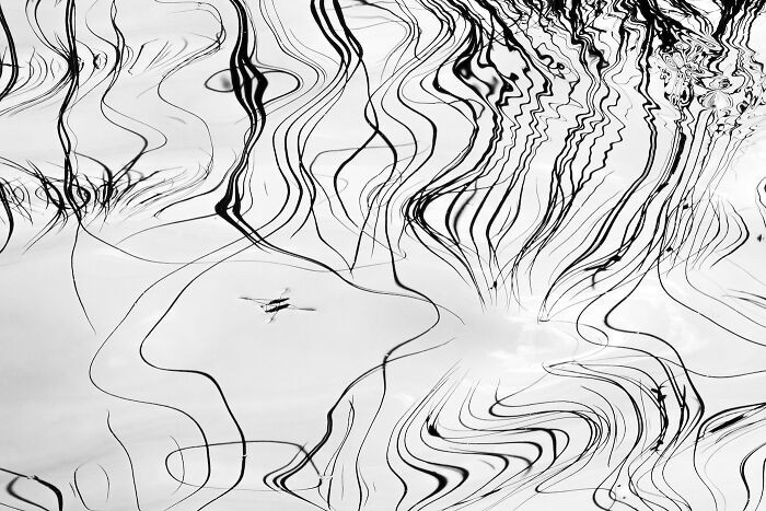 Insects, 3rd Place: Gotcha! By Aleksey Molchanov