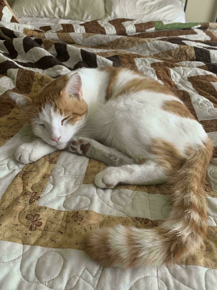 "Cat And Quilt Matched Up"
