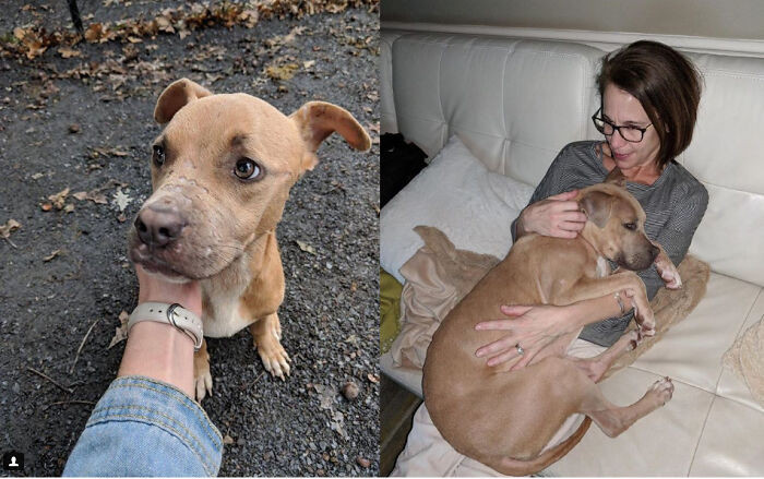 "From Timid And Hurt To The World's Biggest Cuddle-Bug. Here's Miggy After Only 3 Months"