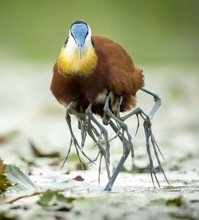 "Terrifying Jacana Bird"