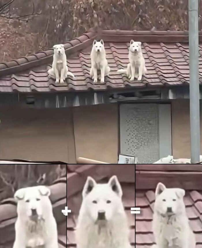 12. Up ears, down ears, and one who couldn’t decide