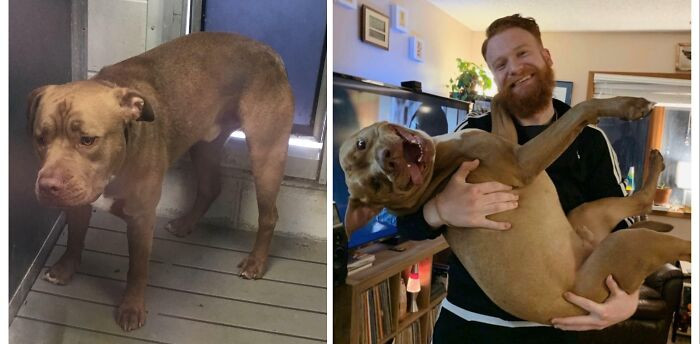 "Can’t Believe This Ding Dong Was In The Shelter For Over 6 Months! We’ve Had Him For Almost 2 Years Now And Cannot Imagine Life Without Him"