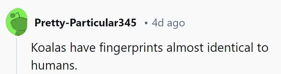 Koalas: proving even marsupials need a solid alibi for snacks.