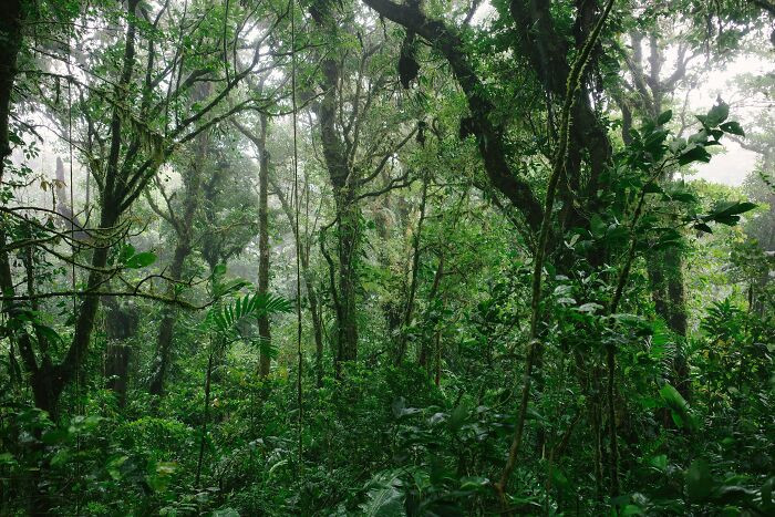 India is the world's smallest nation to possess all major ecosystems, climate types, and forest categories—from tropical and temperate to alpine and mangroves.