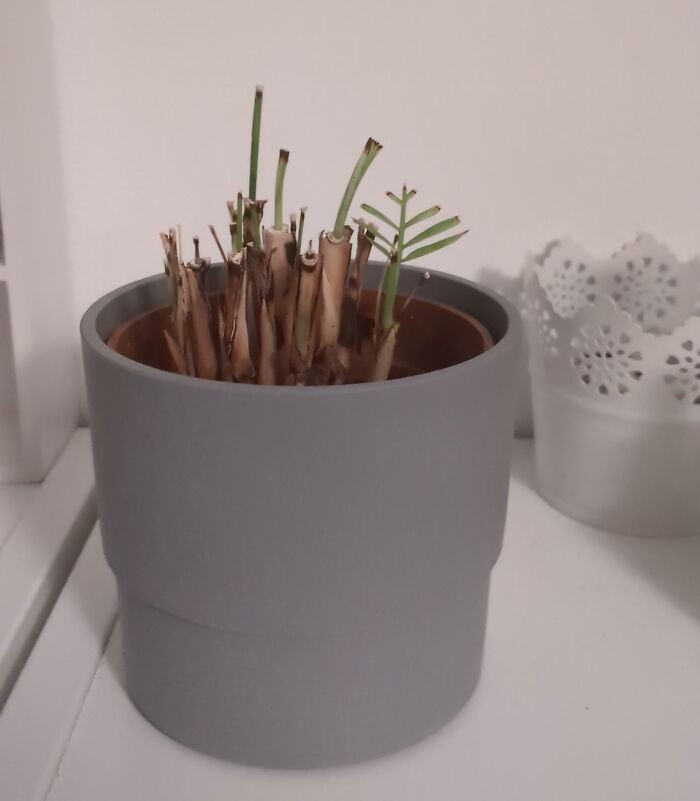 "Asked My Roommate To Take Care Of My Plant For Two Weeks, And I Come Back To This"
