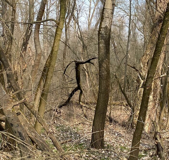 I Was Walking In The Forest And Saw This Tree. It Gave Me A Mini Heart Attack