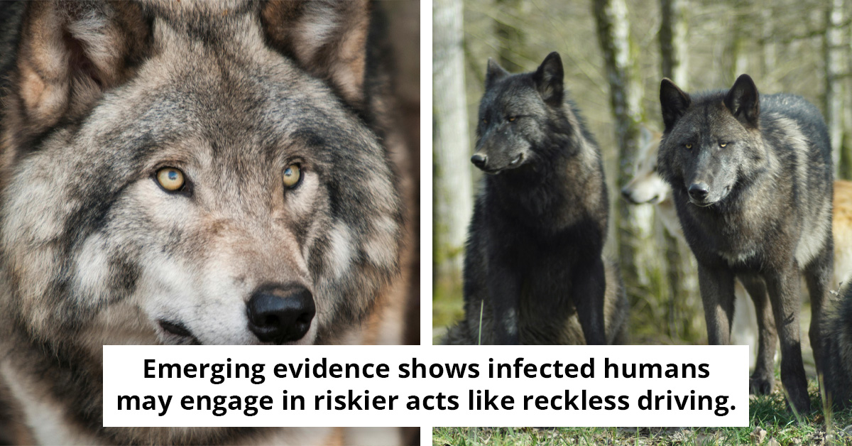 Scientists Find Parasite That Alters Wolf Behavior and Can Also Infect Humans