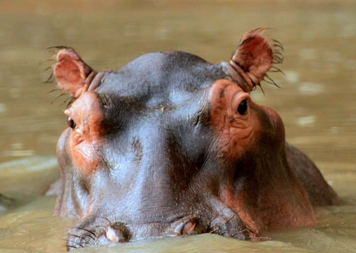15. TIL - hippos can sleep underwater