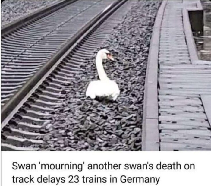 16. When a swan mourns its departed partner