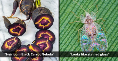 The Natural World Is Magnificent But Also Creepy, And This FB Page Is Posting The Best Examples Of That