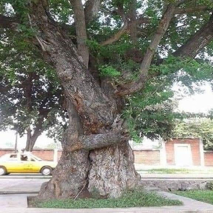 1. This is a true tree hugger showing love to each other!