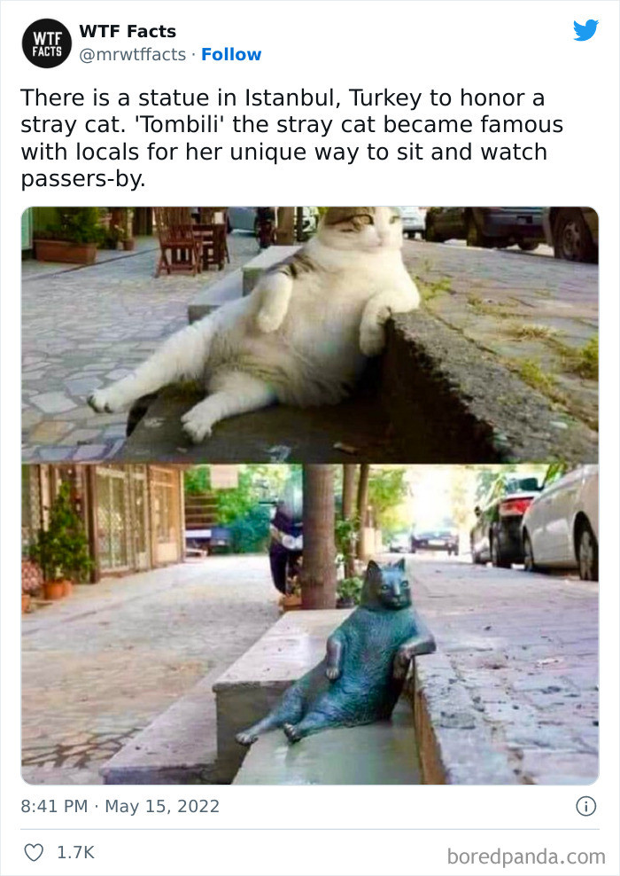 19. In honor of the stray cat, Tombili