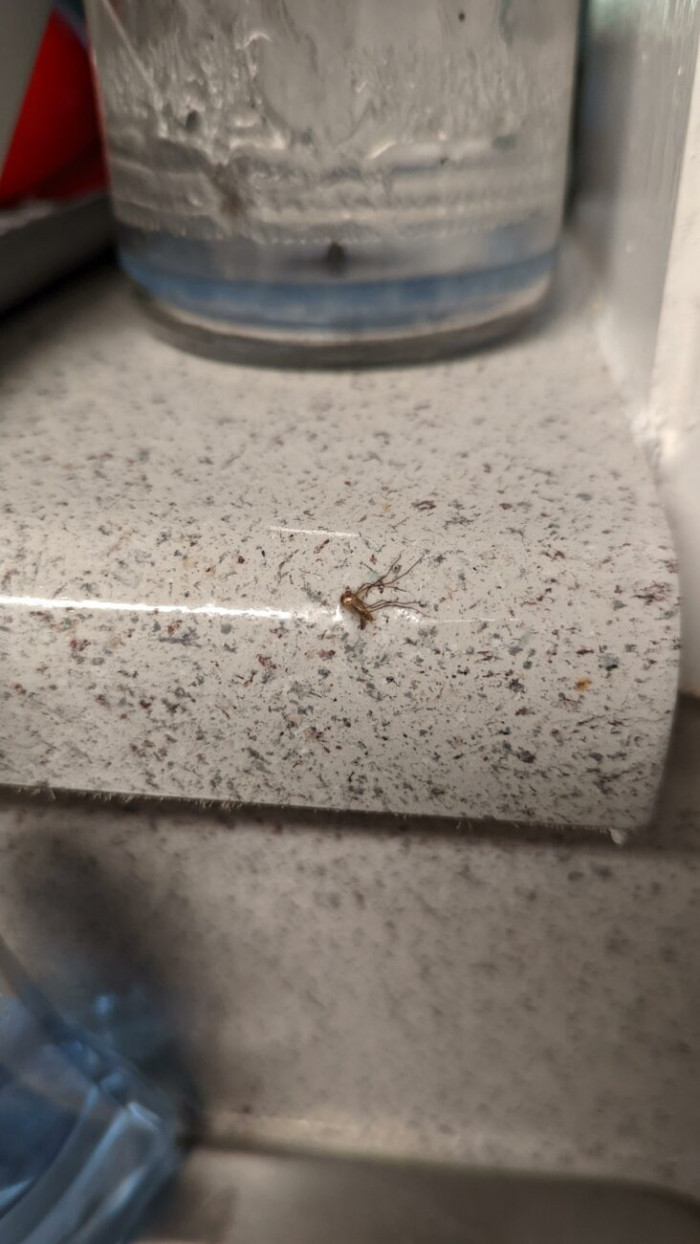 2. Landlord renovation special: mosquito sealed under countertop epoxy