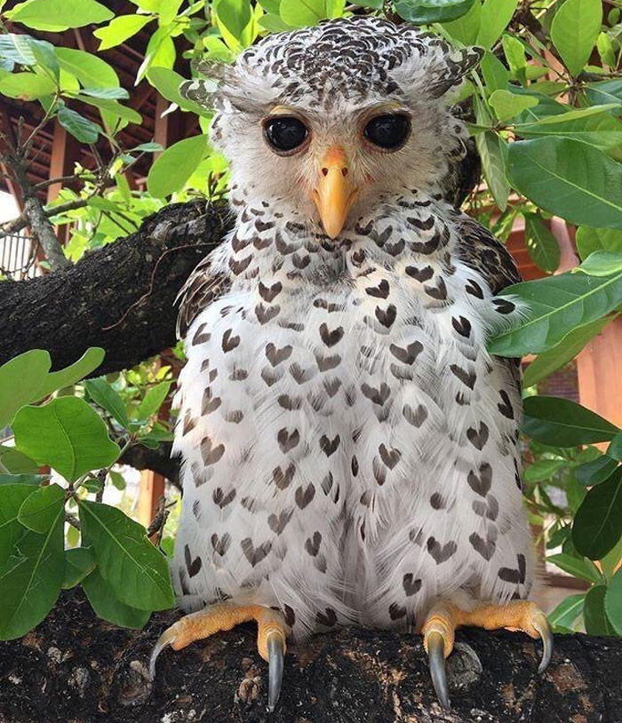 13. Too much love from this Spot-Bellied Eagle-Owl!