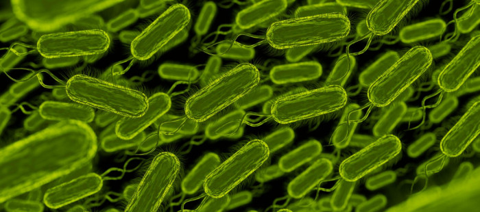 Salmonella Scare at Reeve Foods: Recalled Batches, but No Brand Disclosure