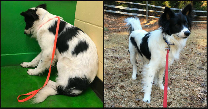 "From Petrified To Awesome... my Foster Dog, Pax, Is Ready For A New Home"