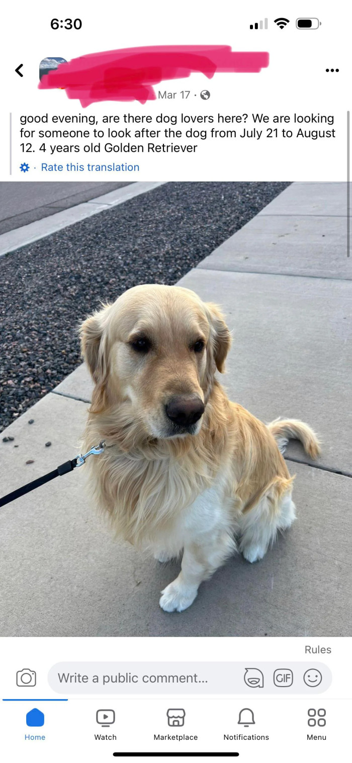 This dog owner needs someone to look after their Golden Retriever for a few weeks