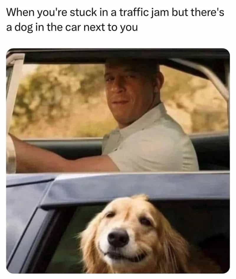 23. Traffic jam? No problem—got a fluffy friend riding shotgun.