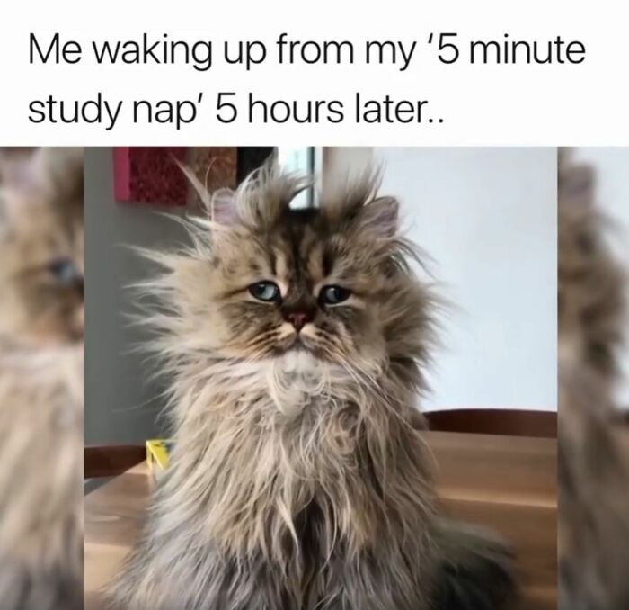 5. A five-minute study nap