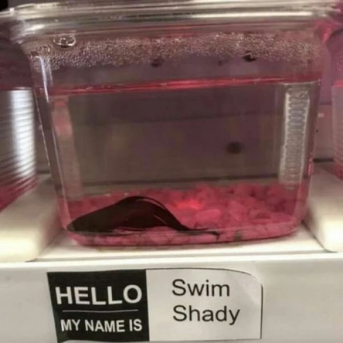 9. “**HI** my name is Swim Shady”
